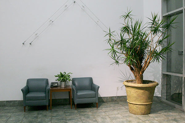 Plants for lobby Phoenix Area
