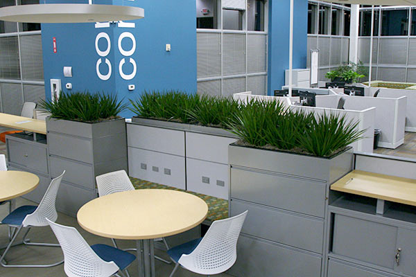 Plants for Office Phoenix to Sedona