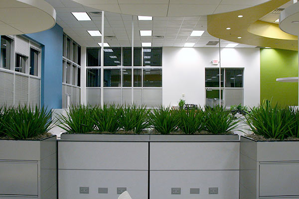 Plants for Office from Phoenix - Sedona AZ